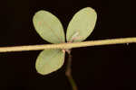 Creeping lespedeza